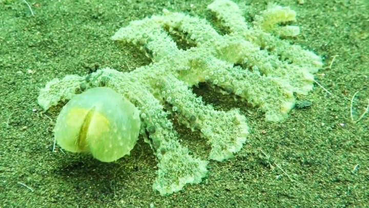 Khỉ cỏ rồng