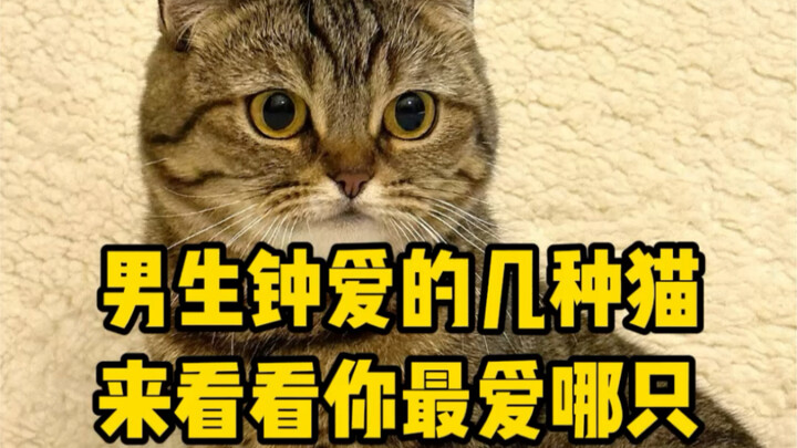 أنواع القطط التي يعشقها الرجال: شوف أي واحدة هي المفضلة لديك!