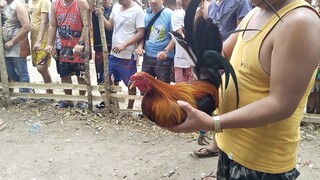 grabi intense Ang laban,,,naka Isang tuka lang manok ko,,,, 😅😂 😅😅😅