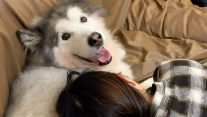 Dalam waktu 3 bulan, seekor anjing Alaska yang terlantar berhasil diselamatkan!
