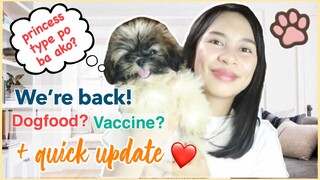 MAY PRINCESS TYPE NA SHIH TZU NGA BA? + SHIH TZU QUICK UPDATE | SHIH TZU PHILIPPINES