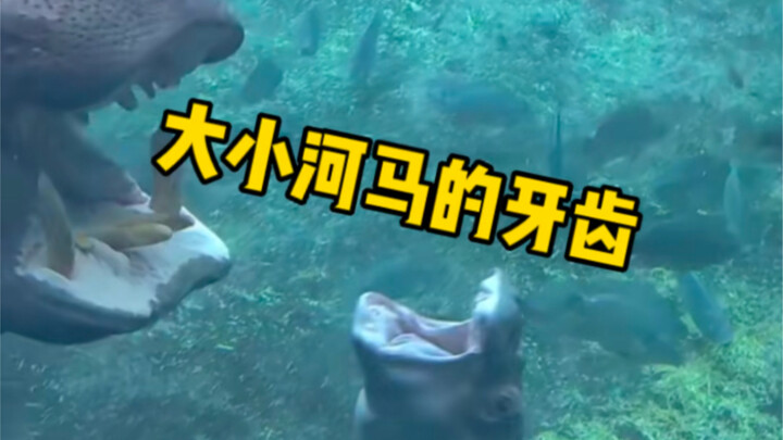 Fun Facts About Hippos: What’s the Difference Between Big Hippos’ and Little Hippos’ Teeth?