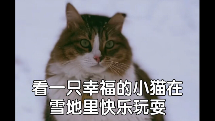 Watching a happy little cat joyfully playing in the snow