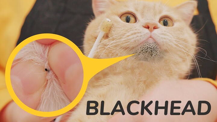Cat's Blackheads Removal Satisfying - Dr. Pimple Popper - Cat Feline Acne