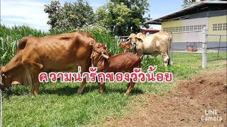 ชมบรรยากาศ ความน่ารัก ของเด็กๆในฟาร์ม TWJ farm