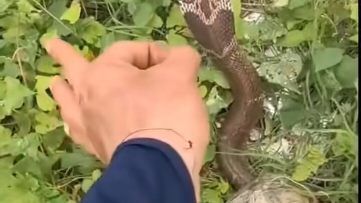 Rắn: Tôi có thể chịu đòn vô số lần, nhưng chỉ cần bạn sơ sẩy một lần là xong