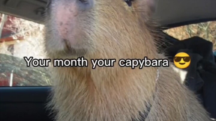 capybara