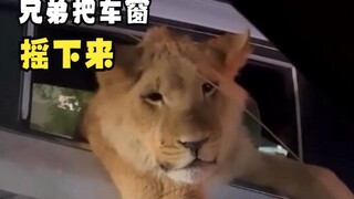 Những loài động vật gặp phải con người!