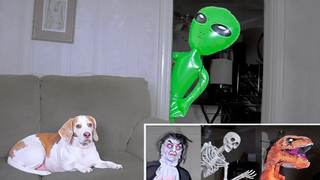 Funny Dog Gets Pranked Compilation สุนัขตลก Maymo