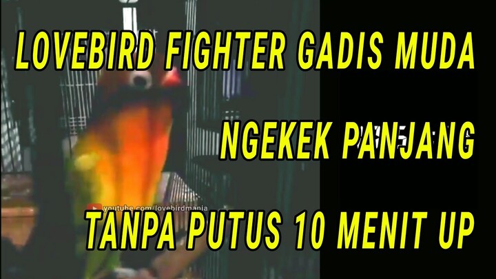 LOVEBIRD FIGHTER GADIS MUDA NGEKEK PANJANG TANPA PUTUS 10 MENIT UP, GAK PERCAYA KALO BELUM NONTON