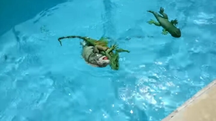 A green iguana jumps into the pool, fiercely beats its own toy, and then shows off to its owner afte