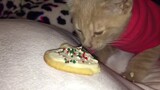 Animals Love Food Funniest Hungry Compilation