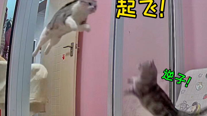 Hahaha, konyol! Bagaimana bisa kucing belajar terbang?