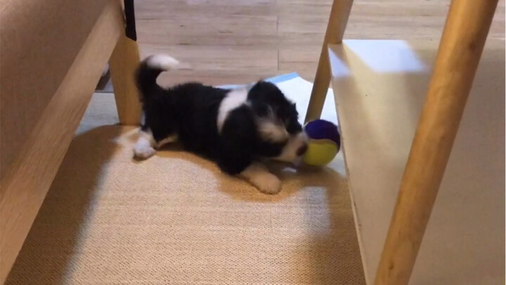 Sau khi ăn tối với bạn trai, mình nhặt được một chú cún con ở KFC – một “giả Border Collie” nhưng cũ
