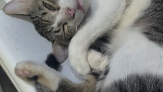 Sleepycat