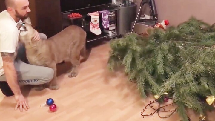 A cougar ruins the Christmas tree and tries to sweet-talk its way out of punishment.