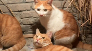给小猫咪制作安全茅草屋