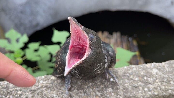 Is there any bird with a bigger beak than this one?