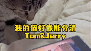 三三好像能分清Tom&Jerry谁是猫谁是老鼠 #狸花猫 #爱看电视的猫 #猫和老鼠