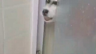 หมาตัวน้อย: ฉันจะดูให้ได้ ไม่งั้นก็รื้อบ้านเลยแหละ...