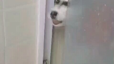 الكلب: أنا عايزشوف، وإلا هخرب البيت...