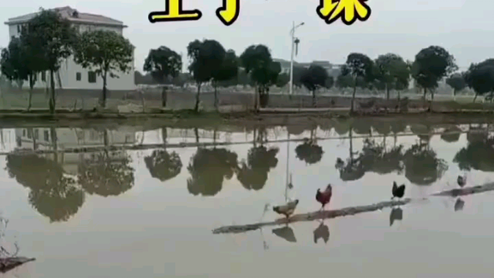 不逼自己一把，永远不知道自己有多优秀。（这才是真鸡汤）