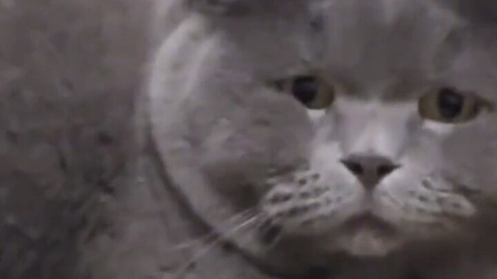 I can’t stop laughing! After the New Year holiday, the cat had forgotten its owner and was staring i