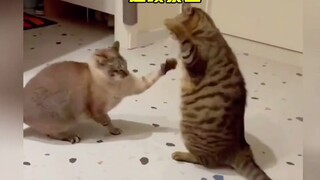 تلك القطط الشريرة والوحشية