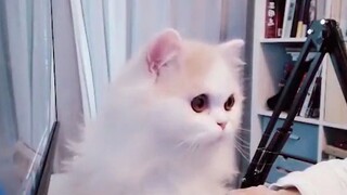 Nanbei CP - Gua Sha streamer's debut! (Also known as: PPP just loves handsome and cute boys)