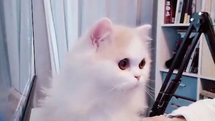 南北cp-瓜裟主播首秀!(又名:ppp就喜欢漂亮又会撒娇的男孩子)