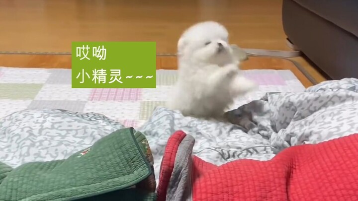 可爱的小毛豆占领了整个客厅了