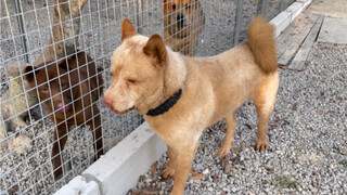 田园犬B仔又到巡检领地放风的一天