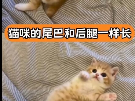 Ternyata kucing juga memiliki titik-titik simetri pada panjang tubuhnya — “anak bulu” kucing sama se