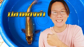 ปลาคาร์ฟทองคำ เสริมโชคลาภ Super Gold Koi Fish 40cm  l คุณพ่อคราฟ