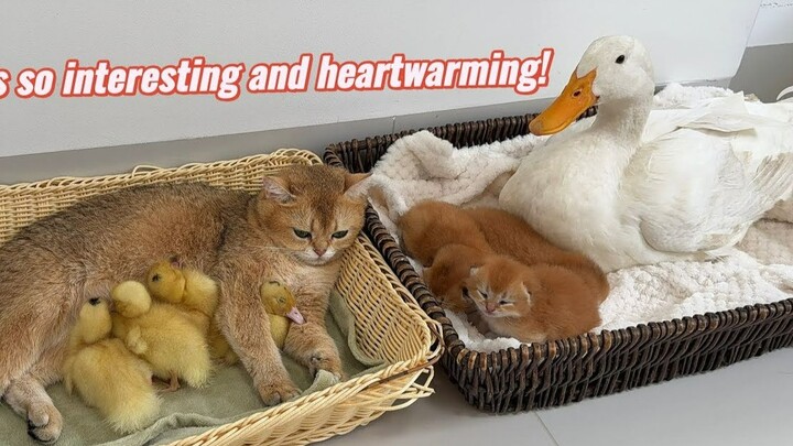 Mother duck and mother cat take turns taking care of ducklings and kittens
