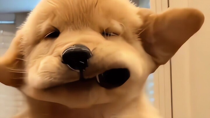 Nếu đáng yêu có điểm số, thì Tiểu Kê Mao chắc chắn là 100 điểm!!