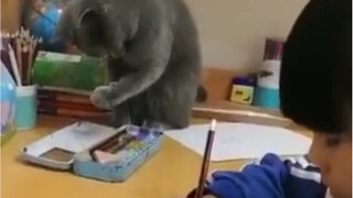 Am I a cat