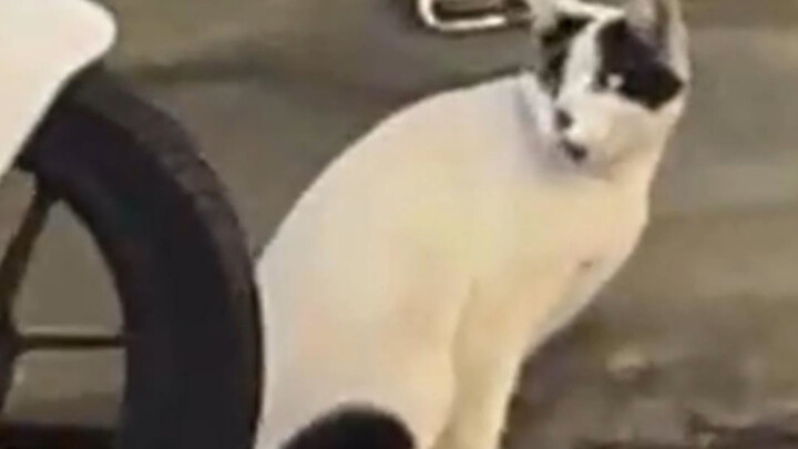 Animals with black-and-white coloration are a bit off in the head~