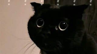 Rốt cuộc thì Thiên Tuế Tuế có phải là "trộm chân đất" hay không?