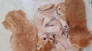 Đám mèo con lăn lộn