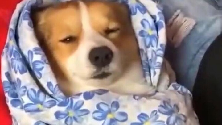 What the hell are these dogs?! Don’t forget who you are!