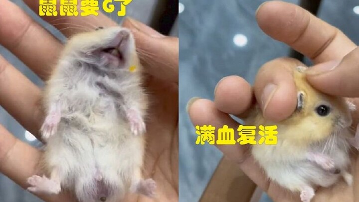 The mouse goes into a stress-induced state of apparent death, and the woman performs CPR—reviving it