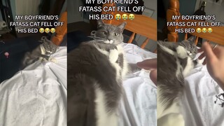 เตียงไม่สูง แต่กลับเป็นการดูถูกแมวอ้วนอย่างมากเลยทีเดียว