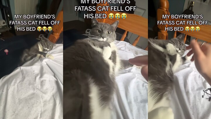 Giường không cao, nhưng lại khá xúc phạm đến những chú mèo béo.