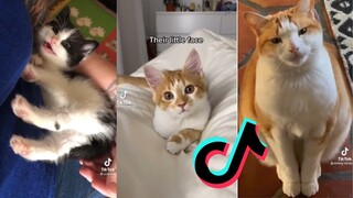 Tiktoks that are purrfect - Cat compilation #9