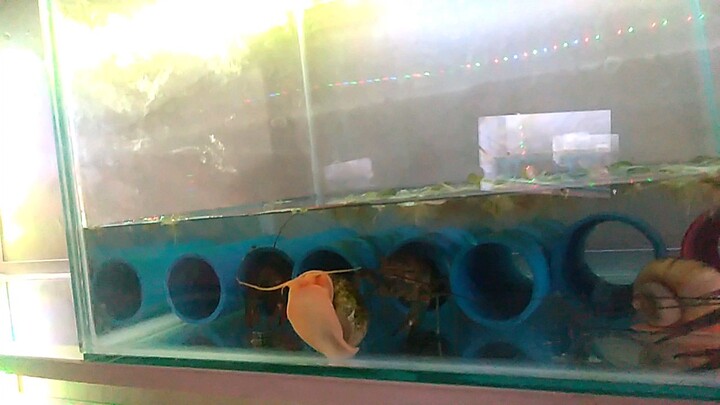 crayfish farming newbie edition