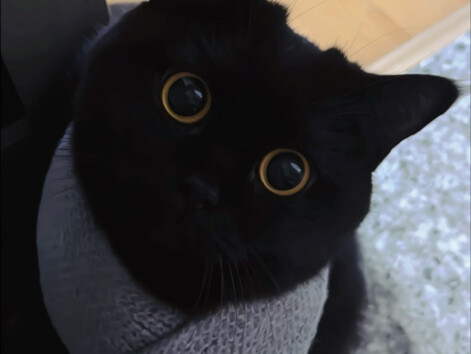 Orang, Mi sayang kamu