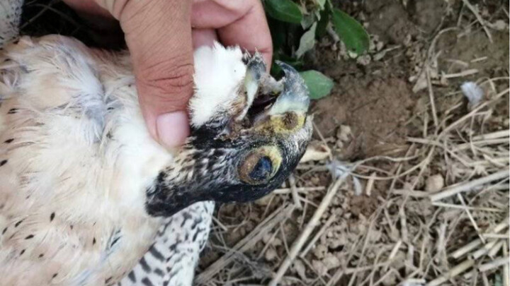 [Falco] Kenapa Hidup Begitu Sulit!