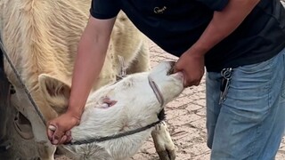 先救孕妇？还是先救中毒的？我爸竟然选择....