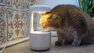 Mèo: Nước này có vấn đề gì vậy? Tôi có thể uống được không?!